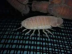 オオグソクムシ