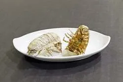 オオグソクムシ 姿揚げ（1匹990円）