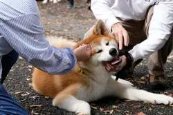「長野のりんごがもらえる！秋田犬やポニーとふれあえる無料フェスが代々木公園で開催！」の写真