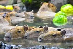 大きなゆずを浮かべた“鬼ゆずの湯”