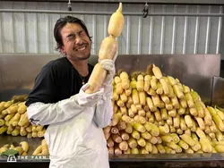 蓮屋 五兵衛 浮島れんこんの生産工程