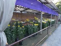 第59回影向菊花大会