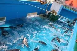 「海の魚が手ぶらで釣れる！静岡県浜松市のオートレース場に「海魚の釣り堀」が再登場」の写真
