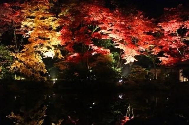 令和8年　夜間特別拝観　逍遥園ライトアップ（C）日光市観光協会