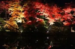 令和8年　夜間特別拝観　逍遥園ライトアップ（C）日光市観光協会