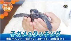 「10/25は親子でウミガメの甲羅みがき！串本海中公園で予約不要・無料のふれあい体験」の写真