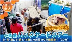 「10/25は親子でウミガメの甲羅みがき！串本海中公園で予約不要・無料のふれあい体験」の写真