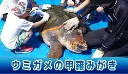 「10/25は親子でウミガメの甲羅みがき！串本海中公園で予約不要・無料のふれあい体験」の写真