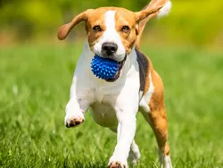 「愛犬と同じカヤックで水上散歩！キャンプ泊もできる入場無料フェスが千葉・香取で開催」の写真