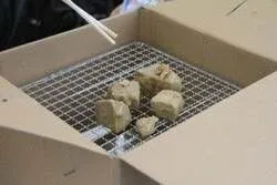 「マグロ無料振る舞い＆マイナス60℃の冷蔵庫に潜入も！「清水港マグロまつり2026」」の写真