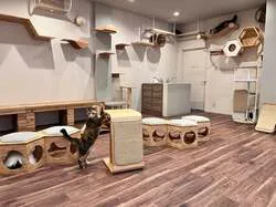 「猫に「好き」を聞いてみる研究体験！親子で猫とふれあえる研究所が福岡トリアスに誕生」の写真