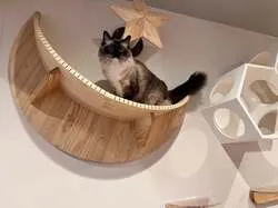 「猫に「好き」を聞いてみる研究体験！親子で猫とふれあえる研究所が福岡トリアスに誕生」の写真