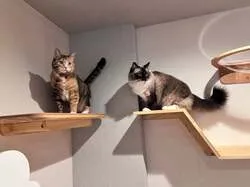 「猫に「好き」を聞いてみる研究体験！親子で猫とふれあえる研究所が福岡トリアスに誕生」の写真