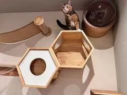 「猫に「好き」を聞いてみる研究体験！親子で猫とふれあえる研究所が福岡トリアスに誕生」の写真
