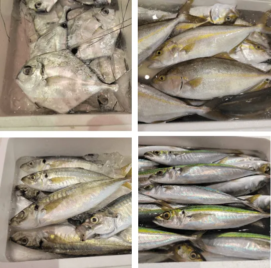 小田原漁港で水揚げされた鮮魚
