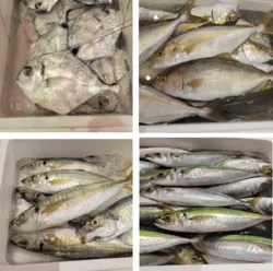 小田原漁港で水揚げされた鮮魚