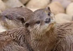 「話題のヒマラヤマーモットやカワウソに会える！もふもふ動物ふれあいイベントが福岡で」の写真