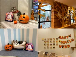 「仮装した猫がお出迎え！小学生以下はキャンディも 猫カフェMOCHA全国36店舗」の写真