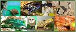 「アルパカとダチョウが駅直結ビルの屋上に！相模大野「ステスク動物園」が3年ぶり復活」の写真