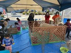 「アルパカとダチョウが駅直結ビルの屋上に！相模大野「ステスク動物園」が3年ぶり復活」の写真