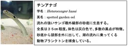 「砂の下まで丸見え！透明ビーズでチンアナゴ観察 チンアナゴの日に仙台うみの杜水族館」の写真