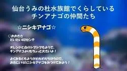 「砂の下まで丸見え！透明ビーズでチンアナゴ観察 チンアナゴの日に仙台うみの杜水族館」の写真