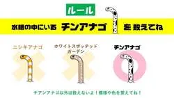 「砂の下まで丸見え！透明ビーズでチンアナゴ観察 チンアナゴの日に仙台うみの杜水族館」の写真