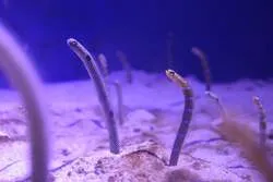 仙台うみの杜水族館　チンアナゴ展示水槽