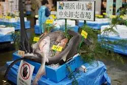 魚の展示
