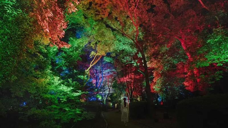 呼応する木々