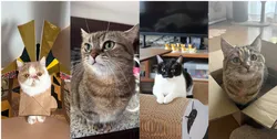 「猫＆犬の写真やグッズを約110人が出展！中学生以下無料「ねこ休み展」横浜高島屋」の写真