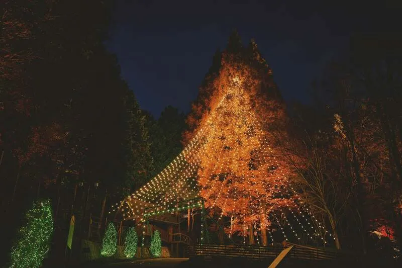 森の中に佇む「森のクリスマスツリー」（高さ25m）