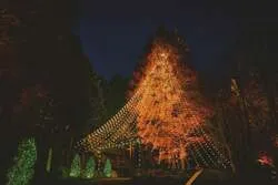 森の中に佇む「森のクリスマスツリー」（高さ25m）