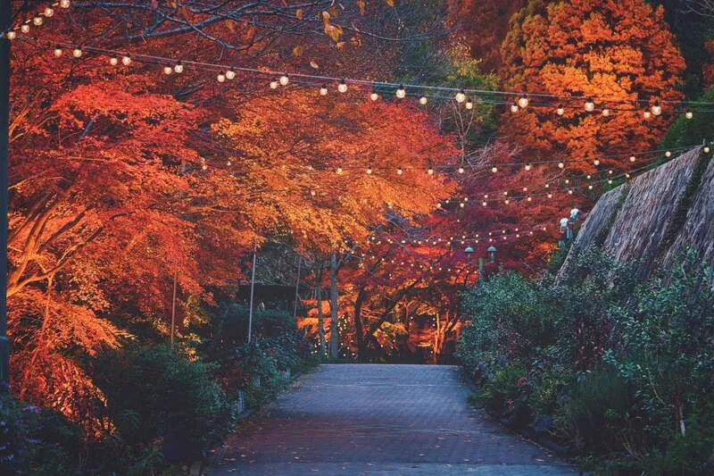 ライトアップされた紅葉の散歩道「光の回廊」