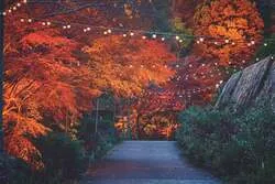 ライトアップされた紅葉の散歩道「光の回廊」