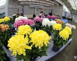 第37回 渥美半島菊花大会（（C）渥美半島観光ビューロー）