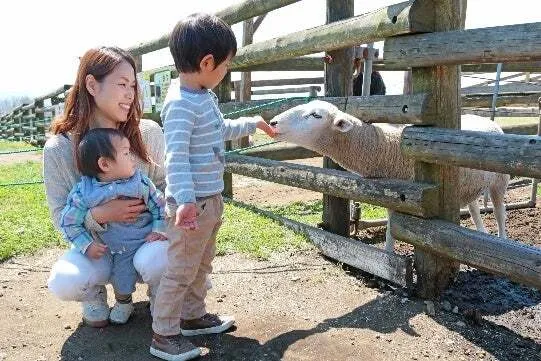 ひつじのエサやり体験