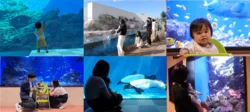 「0歳〜1歳限定で開館前の水族館へ！赤ちゃん目線のクラゲ水槽も　仙台うみの杜水族館」の写真