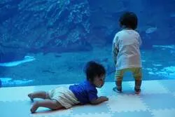 「0歳〜1歳限定で開館前の水族館へ！赤ちゃん目線のクラゲ水槽も　仙台うみの杜水族館」の写真