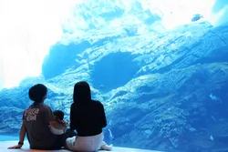 「0歳〜1歳限定で開館前の水族館へ！赤ちゃん目線のクラゲ水槽も　仙台うみの杜水族館」の写真