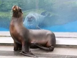 「0歳〜1歳限定で開館前の水族館へ！赤ちゃん目線のクラゲ水槽も　仙台うみの杜水族館」の写真