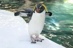 「世界初の瞬間をリアルタイムで目撃！キタイワトビペンギンの誕生を24時間ライブ配信」の写真