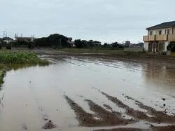 大雨により水没したきゃべつ圃場