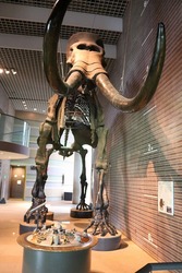 「ワンコインで化石堀り体験！　親子でレアなお宝探し＆持ち帰りも」の写真