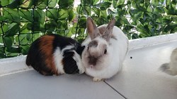 うさぎ＆モルモット（イメージ）