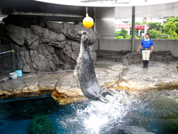 「品川の誕生日特典・割引があるスポット6選　人気水族館＆パイロット体験＆グルメも！」の写真