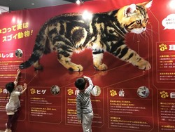 ネコについて学んだあとは「キャットパラダイス」へ！