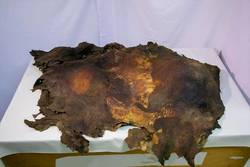 「ケナガマンモスの皮膚」冷凍標本