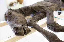 「古代仔ウマ」完全体冷凍標本