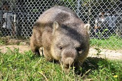 「関西のおすすめ動物園21選　入場無料＆ふれあい＆エサやりも多数」の写真